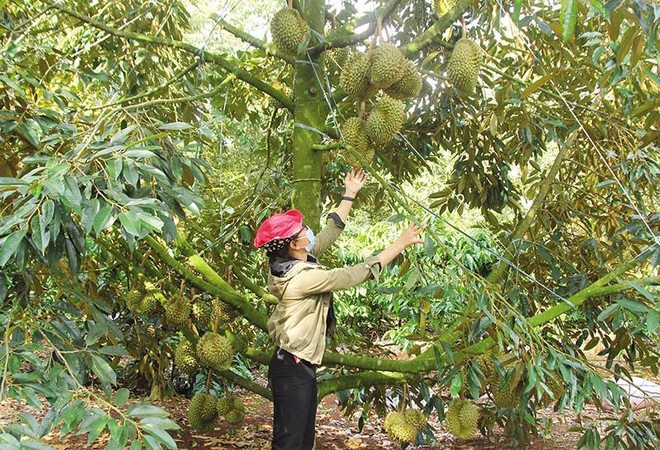 Nhiều cây chủ lực ở Tây Nguyên, trong đó có cây sầu riêng gặp khó khăn về đầu ra. Ảnh: Phan Tuấn