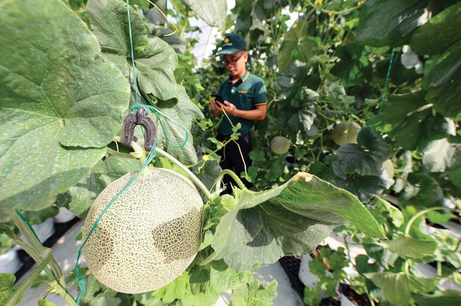 Luật Đất đai (sửa đổi) cần gỡ những điểm nghẽn để tạo điều kiện cho doanh nghiệp nông nghiệp công nghệ cao đầu tư