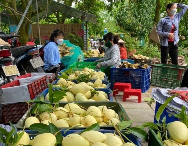 Đặc sản Xoài Cao Lãnh- Đồng Tháp đã và đang được khách hàng tín nhiệm cao