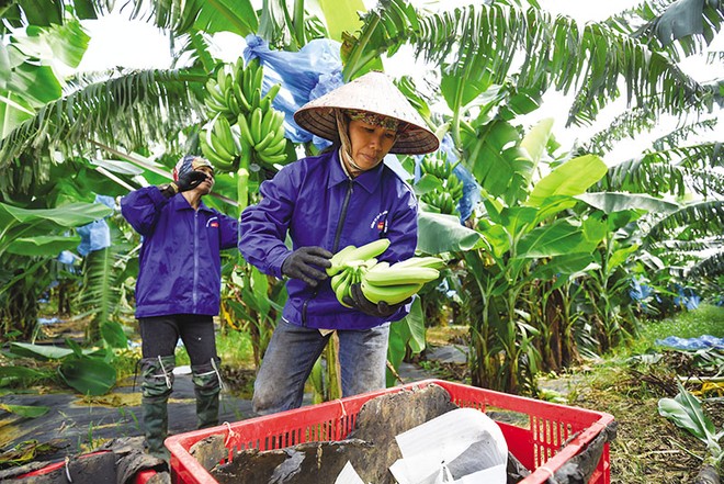 Việt Nam đang tận dụng tốt các hiệp định thương mại tự do để gia tăng xuất khẩu. Ảnh: Đức Thanh 