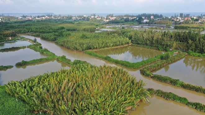 Rừng dừa xã Tịnh Khê.