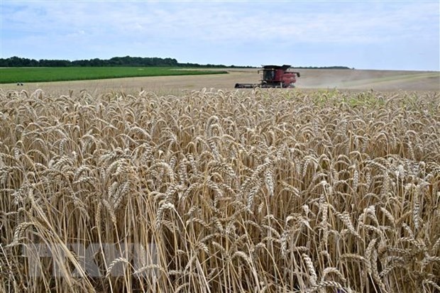 Nông dân thu hoạch lúa mì trên cánh đồng gần Kivshovata, vùng Kiev, Ukraine ngày 18/7/2023. (Ảnh: AFP/TTXVN)