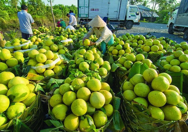 Nông dân chuyên nghiệp là yêu cầu tiên quyết để hình thành một nền nông nghiệp chuyên nghiệp.