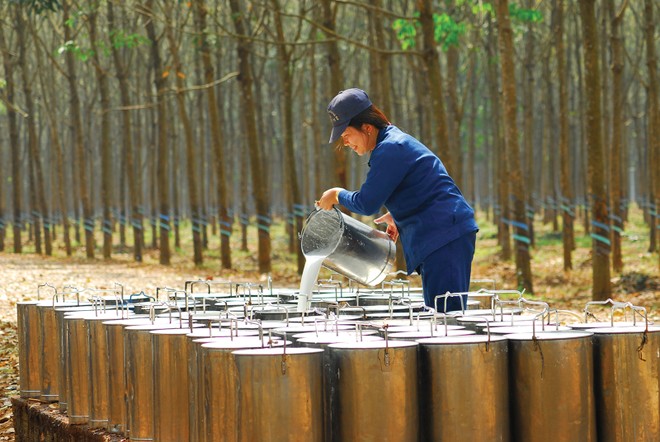 Doanh nghiệp cao su thiên nhiên kỳ vọng ghi nhận lợi nhuận tích cực hơn trong quý IV nhờ giá bán mủ tăng 