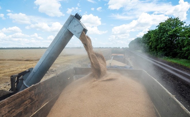 Nông dân thu hoạch lúa mỳ trên cánh đồng ở vùng Kharkiv, Ukraine ngày 19/7/2022. (Ảnh: AFP/TTXVN)