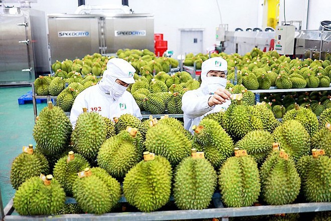 Sầu riêng cũng trở thành sản phẩm xuất khẩu số 1 của ngành hàng rau quả với tỷ trọng lên tới 41% trong tổng số 5,6 tỷ USD mà ngành này thu về.