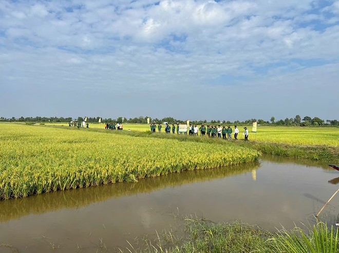 Phát triển bền vững Mô hình tôm - lúa tại ĐBSCL