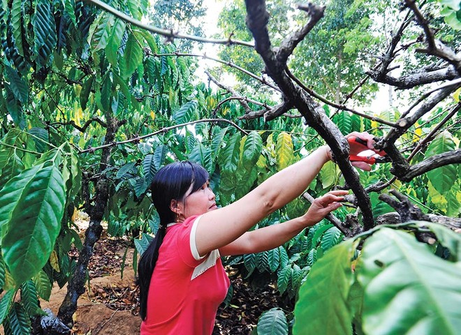 Việt Nam đứng đầu thế giới về sản lượng cà phê robusta Ảnh: Đức Thanh