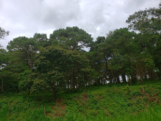 Tỉnh Kon Tum sẽ trồng mới 670 ha rừng. Ảnh minh họa