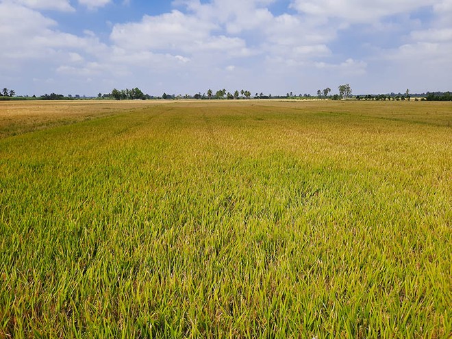 Cần Thơ đặt mục tiêu xây dựng vùng sản xuất lúa chuyên canh chất lượng cao đạt 48.000 ha vào năm 2030