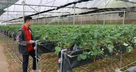 Lâm Đồng đang xây dựng thương hiệu số 1 Việt Nam về rau, hoa; cụm sản xuất rau số 1 Đông Nam Á; là trung tâm sau thu hoạch cho sản phẩm hoa.