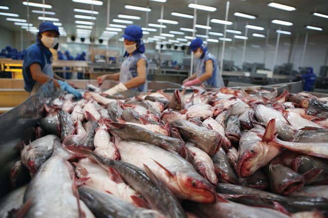 Thị trường xuất khẩu cá tra chủ lực của Việt Nam là Mỹ và Trung Quốc 