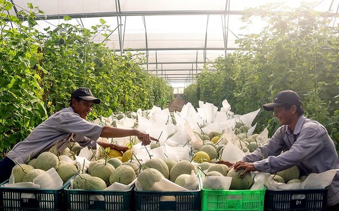 Ngoài công nghiệp, nông nghiệp cũng đang là thỏi nam châm hút vốn cho tỉnh Bình Dương.