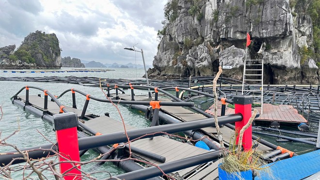 Sau cơn bão Yagi, khu vùng nuôi của STP Group tại Quảng Ninh bị đứt và trôi đi hết. Ảnh: Vasep