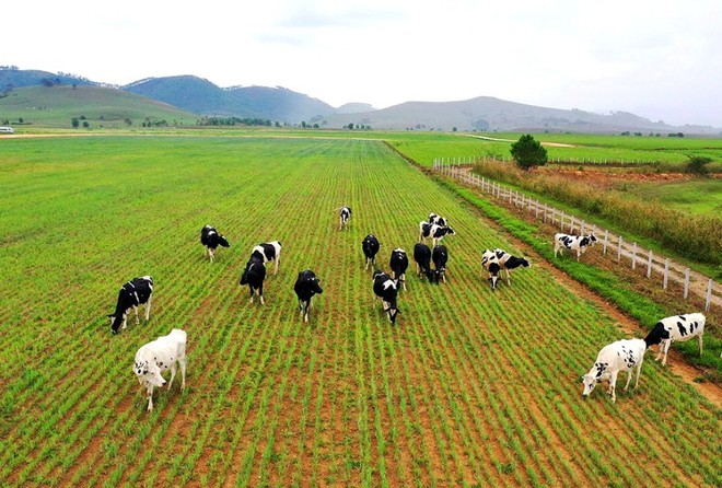 Ứng dụng công nghệ cao trong chăn nuôi giúp động vật phát triển mạnh khỏe, ít bệnh tật (ảnh minh họa)