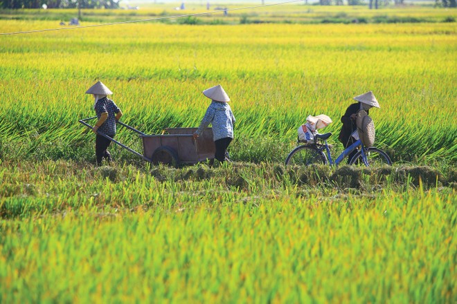 Nông nghiệp là lĩnh vực chịu rủi ro thiên tai rất lớn, nhưng độ phủ của bảo hiểm rất thấp