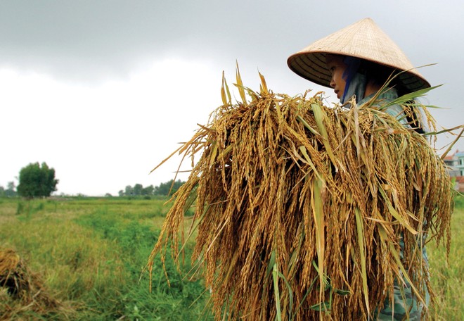 Người nông dân còn khó tiếp cận các sản phẩm bảo hiểm nông nghiệp 