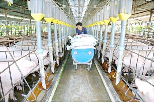 Chăn nuôi Phú Sơn (PSL) thanh toán cổ tức còn lại năm 2020 tỷ lệ 20%