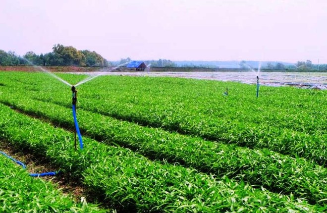 Rau an toàn của VinEco được sản xuất theo công nghệ cơ giới hóa và tự động hóa trên cánh đồng mẫu lớn của Nhật Bản trên các nông trường tại Tam Đảo (Vĩnh Phúc), Củ Chi (TP HCM) và Long Thành (Đồng Nai).