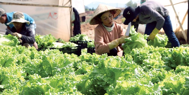 Thu hoạch rau tiêu chuẩn VietGAP tại nông hộ liên kết với Anh Dao Co-op