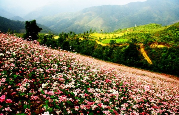 Thung lũng Sủng Là - Nơi đá nở hoa | Tin nhanh chứng khoán