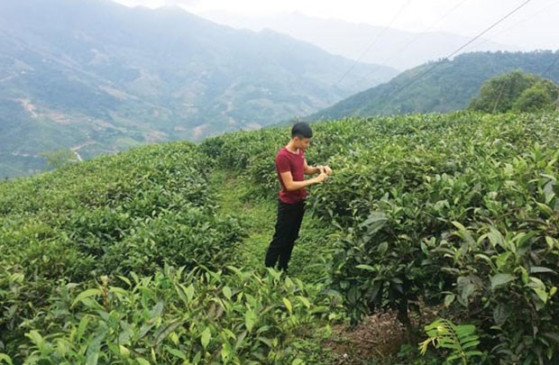 Hấp dẫn vùng trà Chế Là