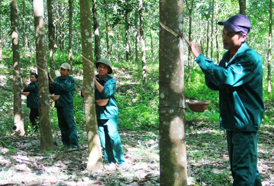 Tiếp tục lỗ nặng, VHG vẫn chưa thoát khỏi diện cảnh báo