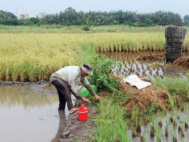 Trong quy hoạch sử dụng đất của TP.HCM, vẫn dành một diện tích nhất định cho đất lúa. Ảnh: Gia Huy.