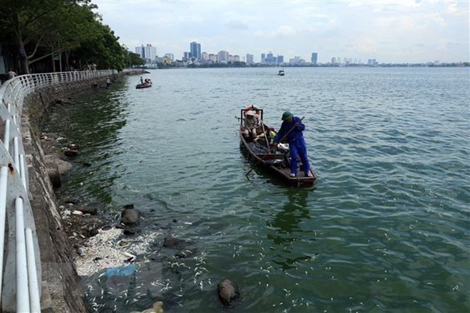 Vớt cá chết ở Hồ Tây, tháng 7/2018. (Ảnh: Huy Hùng/TTXVN).