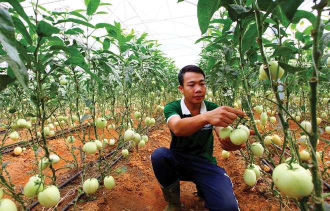 Dòng tín dụng được khơi thông đang trải dài cơ hội cho doanh nghiệp ngành nông nghiệp.