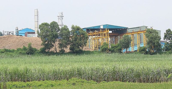 Mía đường Lam Sơn (LSS): Bất chấp thất bại, đặt kế hoạch kinh doanh tham vọng
