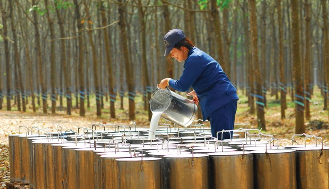 Cao su thiên nhiên: Lợi nhuận phân hóa sau cú sốc đầu ra