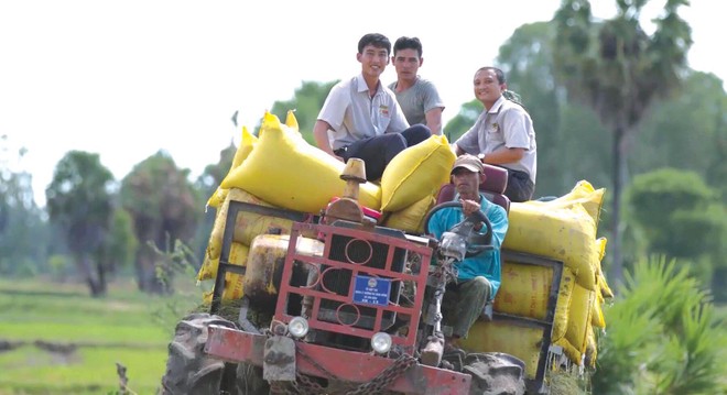 Lộc Trời bao tiêu lúa cho bà con nông dân sau mùa gặt/