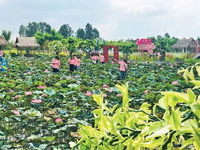 Đồng Tháp quan tâm đầu tư phát triển hạ tầng và hỗ trợ sinh kế phát triển ngành hàng sen.