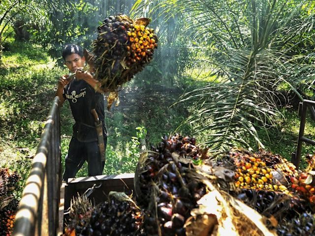 Indonesia cho biết sẽ cấm xuất khẩu dầu cọ trong tuần này