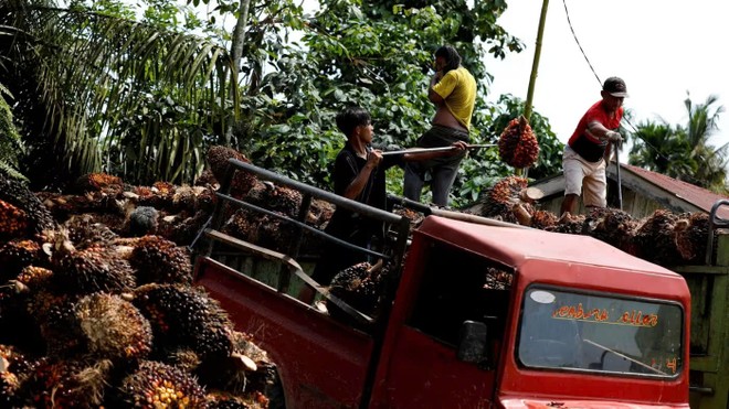 Thị trường dầu cọ gặp áp lực sau khi Indonesia hạn chế xuất khẩu