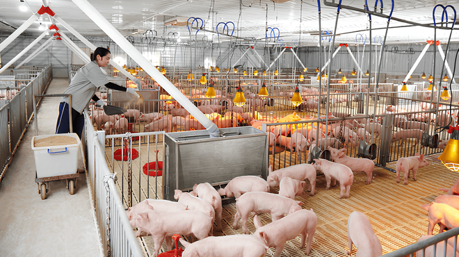 Dabaco Việt Nam (DBC) góp vốn thành lập công ty chăn nuôi tại Quảng Trị