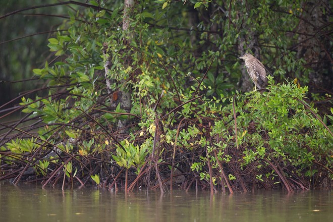 HSBC cùng WWF giải quyết vấn đề biến đổi khí hậu tại Việt Nam