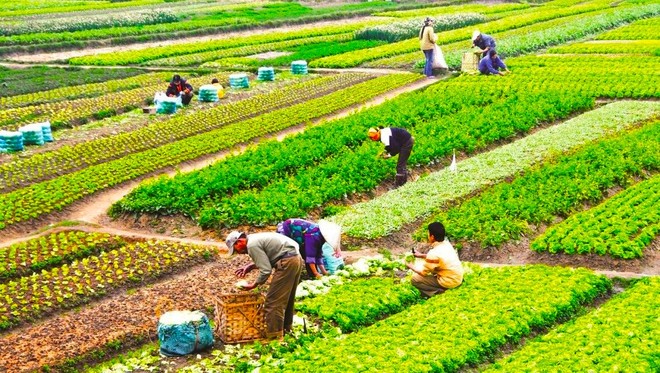 Đề xuất miễn thuế sử dụng đất nông nghiệp, trừ đất hoang hoá, sai mục đích