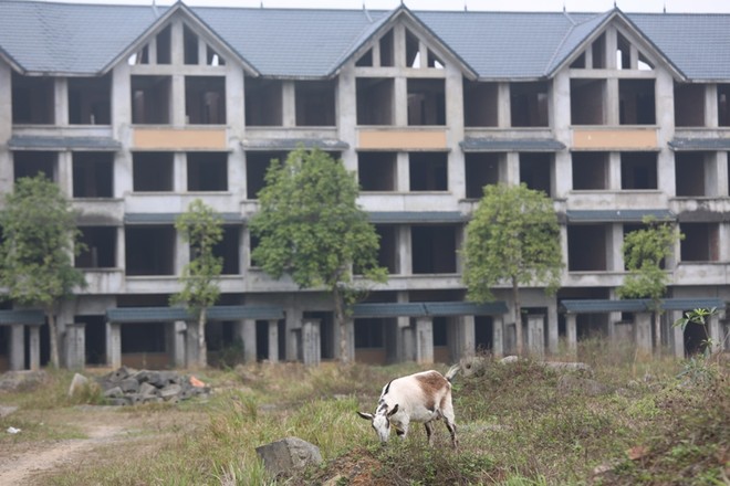 Dê, trâu tung tăng gặm cỏ, nghỉ ngơi trong biệt thự