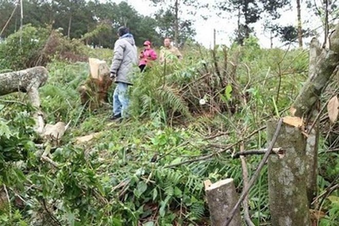 Hủy bản chính sổ đỏ hơn 100 ha đất đã cấp cho Công ty cổ phần Dasar