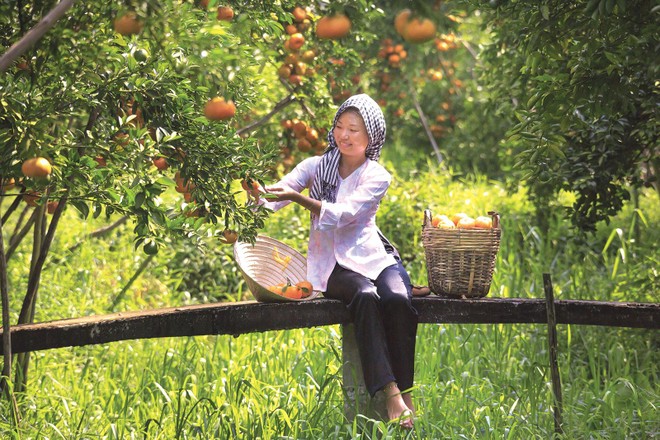 Thật đẹp những giấc mơ thôn quê, nhưng chỉ mơ mộng thôi chưa đủ