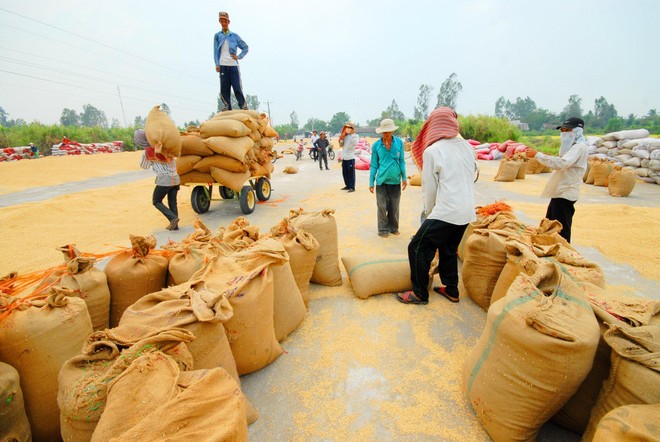 Nông dân vùng Đồng bằng sông Cửu Long đang mắc vòng kim cô rất lớn là cây lúa. Ảnh: Lê Toàn