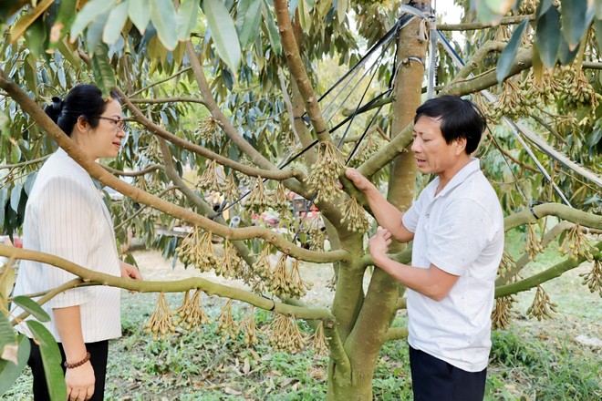 Bà Nguyễn Thị Phượng, Phó tổng giám đốc Agribank và ông Bùi Văn Quyển tại trang trại ở xã Ya Ly, huyện Sa Thầy, tỉnh Kon Tum.