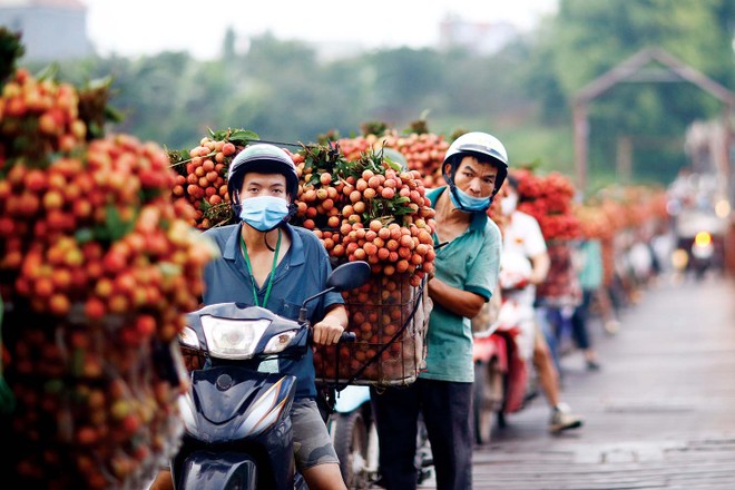 Trái vải năm nay được mùa và đang bước vào chính vụ. Ảnh: Đức Thanh