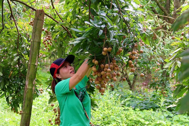 Tỉnh Hưng Yên đã hình thành các vùng sản xuất chuyên canh theo tiêu chuẩn GAP, hữu cơ, nâng cao giá trị nông sản