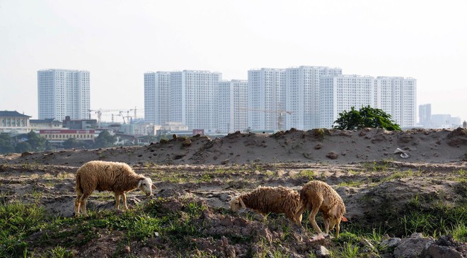 Hàng trăm dự án "đứng hình" vì không có một phần nguồn gốc đất ở. Ảnh: Dũng Minh 