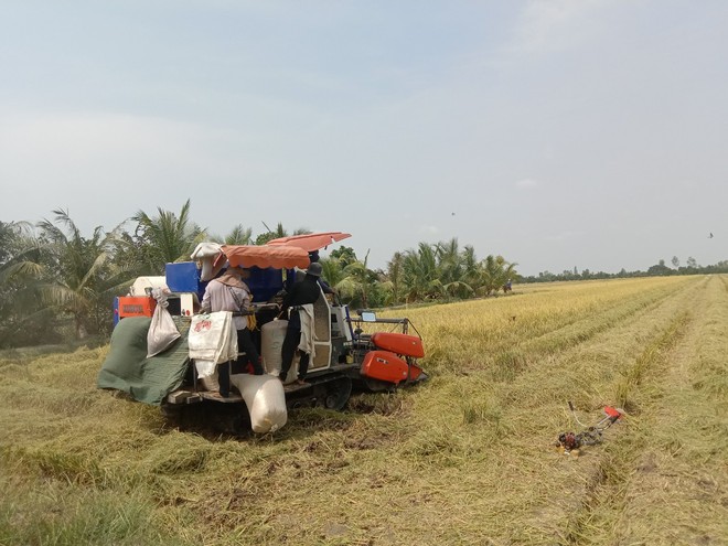 Đảm bảo cung ứng vốn thu mua lúa hàng hoá khu vực Đồng bằng sông Cửu Long