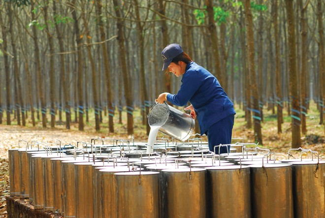 Nhu cầu tăng kéo theo giá bán tăng đã mang lại bức tranh sáng cho các doanh nghiệp cao su