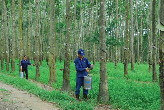 Một số doanh nghiệp cao su có cơ hội chuyển đổi sang đất khu công nghiệp